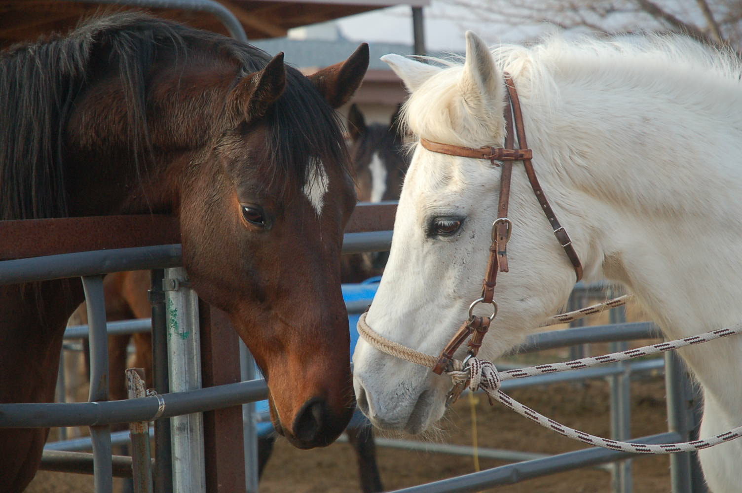 Therapy Horse Sponsorship